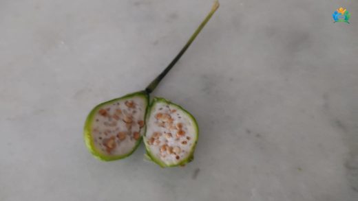 Kapari Bitkisi: Tarihçesi, Kullanımı ve Faydaları — inline image