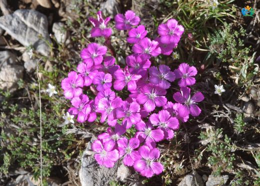 Kar Karanfili (Dianthus brevicaulis): Doğanın Zarif Bir Eseri — inline image