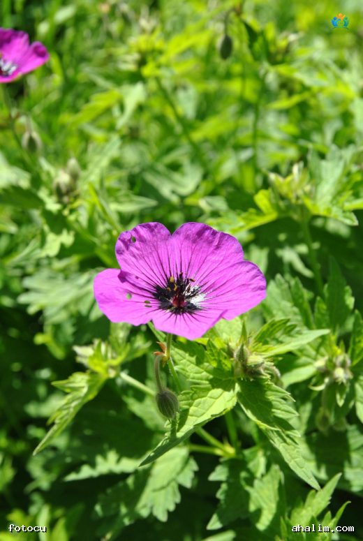 Kara Gözlü Turnagagası (Geranium psilostemon): Bahçelerin Şıklığı — cover