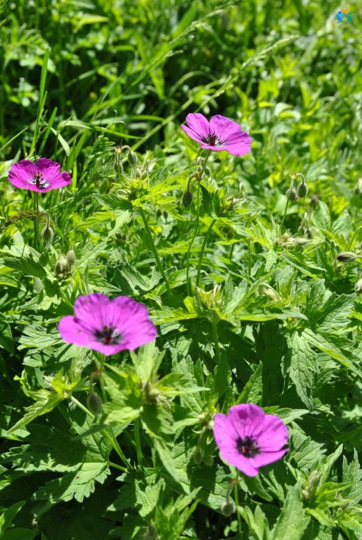 Kara Gözlü Turnagagası (Geranium psilostemon): Bahçelerin Şıklığı — inline image