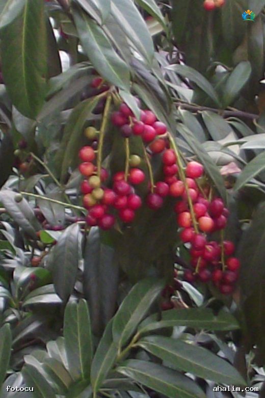 Karadeniz'in Yeşil İncisi: Karayemiş'in Büyüleyici Dünyası (Prunus laurocerasus) — cover