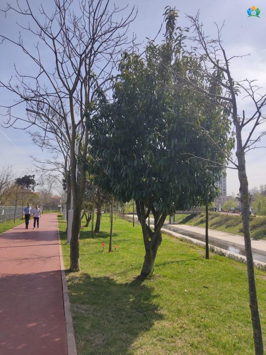 Karadeniz'in Yeşil İncisi: Karayemiş'in Büyüleyici Dünyası (Prunus laurocerasus) — inline image