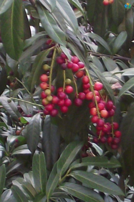 Karadeniz'in Yeşil İncisi: Karayemiş'in Büyüleyici Dünyası (Prunus laurocerasus) — inline image