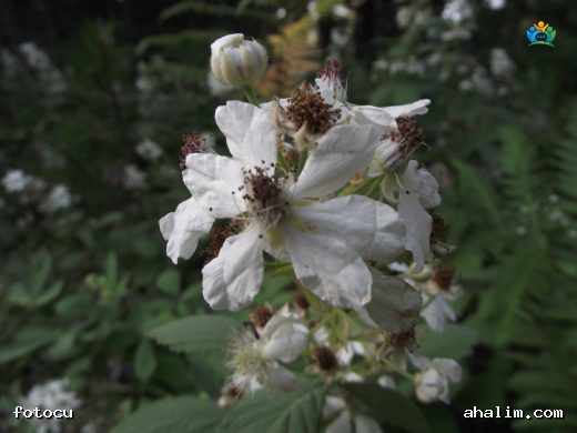 Karantı (Rubus tereticaulis): Doğadan Gelen Lezzet ve Şifa — cover