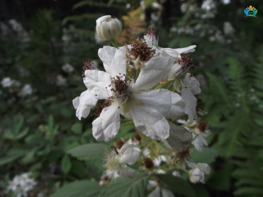 Karantı (Rubus tereticaulis): Doğadan Gelen Lezzet ve Şifa — inline image