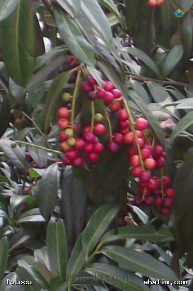 Karayemiş (Prunus laurocerasus) — cover