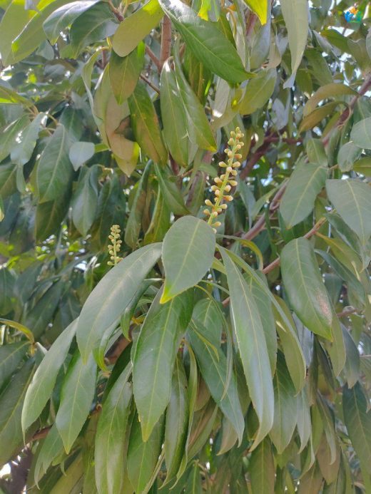 Karayemiş (Prunus laurocerasus) — inline image