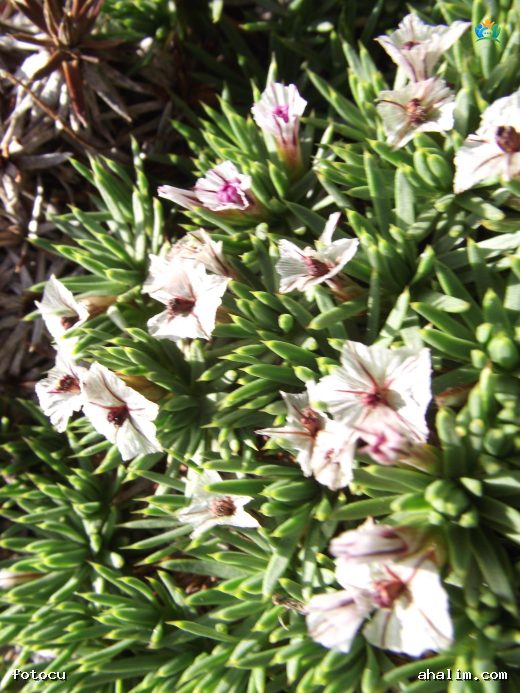 Kardikeni (Acantholimon ulicinum): Türkiye'nin Kaya Yarıklarının Gizli Güzeli — cover
