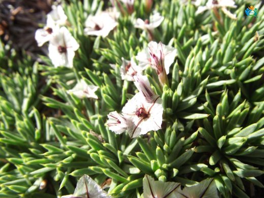 Kardikeni (Acantholimon ulicinum): Türkiye'nin Kaya Yarıklarının Gizli Güzeli — inline image