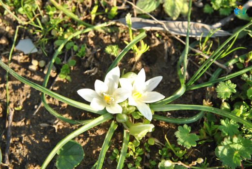 Karga Sarımsağı (Ornithogalum sigmoideum): Gizemli Bir Bahar Çiçeği — inline image