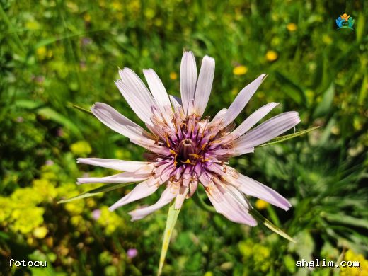 Katır Yemliği (Tragopogon coloratus): Renkli Bir Bahar Habercisi — cover