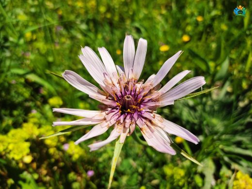Katır Yemliği (Tragopogon coloratus): Renkli Bir Bahar Habercisi — inline image