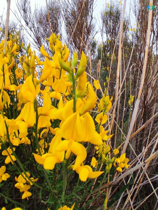 Katırtırnağı (Spartium junceum): Akdeniz'in Kokulu Çalısı — inline image