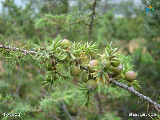 Katran Ardıcı (Juniperus oxycedrus L.): Akdeniz'in Kokulu İğneliyesi — cover