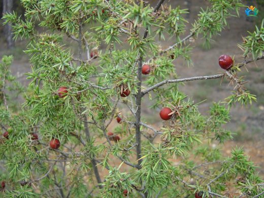 Katran Ardıcı (Juniperus oxycedrus L.): Akdeniz'in Kokulu İğneliyesi — inline image