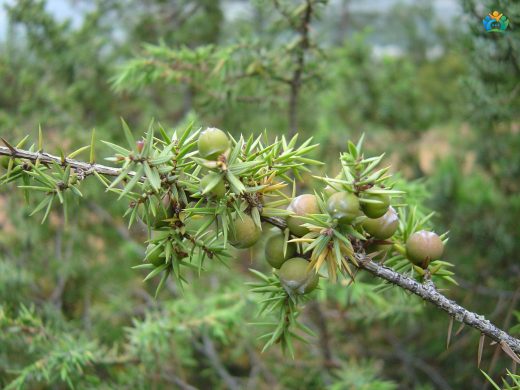 Katran Ardıcı (Juniperus oxycedrus L.): Akdeniz'in Kokulu İğneliyesi — inline image