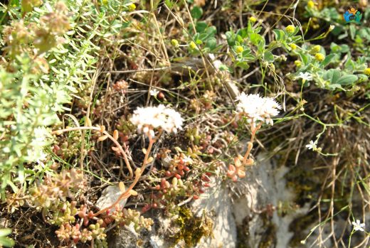 Kayaların Şifalı Bebekleri: Sedum album — inline image