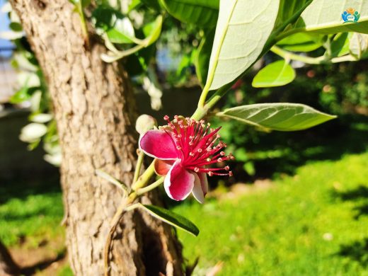 Kaymak Ağacı (Acca sellowiana): Tropiklerin Lezzeti — inline image