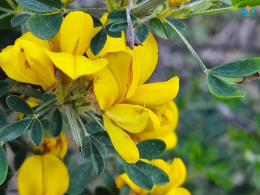 Keçiboğan (Calicotome villosa): Dikenli Bir Güzellik — inline image