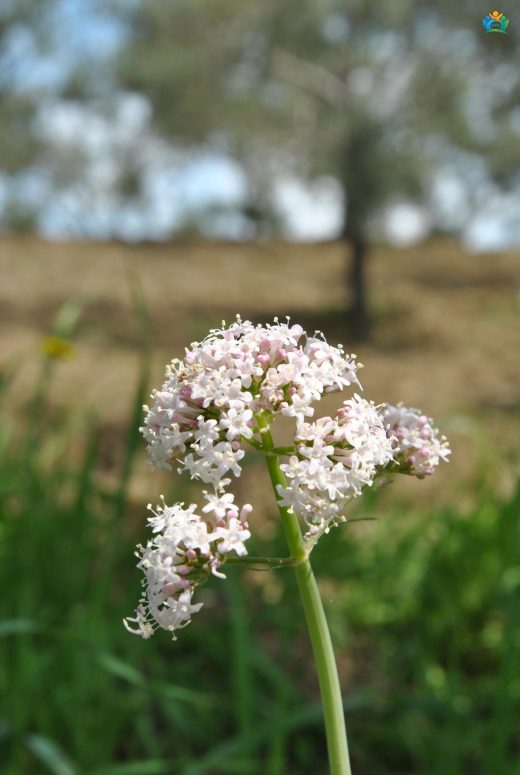Kedi Otu (Valeriana officinalis L.): Doğal Sakinleştirici — inline image
