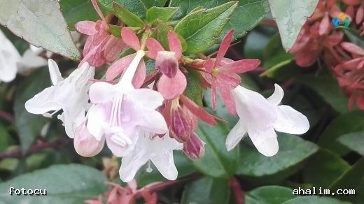 Kelebek çalısı (Abelia grandiflora) : Bahçelerin Şıklığı, Kelebeklerin Ziyafeti — cover