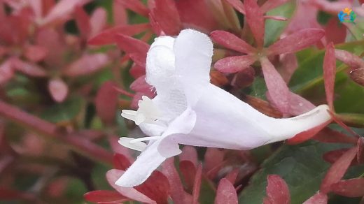 Kelebek çalısı (Abelia grandiflora) : Bahçelerin Şıklığı, Kelebeklerin Ziyafeti — inline image