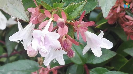 Kelebek çalısı (Abelia grandiflora) : Bahçelerin Şıklığı, Kelebeklerin Ziyafeti — inline image