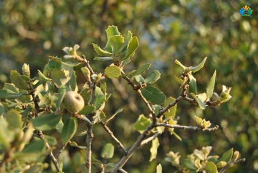 Kermes Meşesi (Quercus coccifera L.): Akdeniz'in Dayanıklı Devleri — inline image