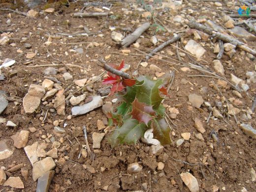 Kermes Meşesi (Quercus coccifera L.): Akdeniz'in Dayanıklı Devleri — inline image