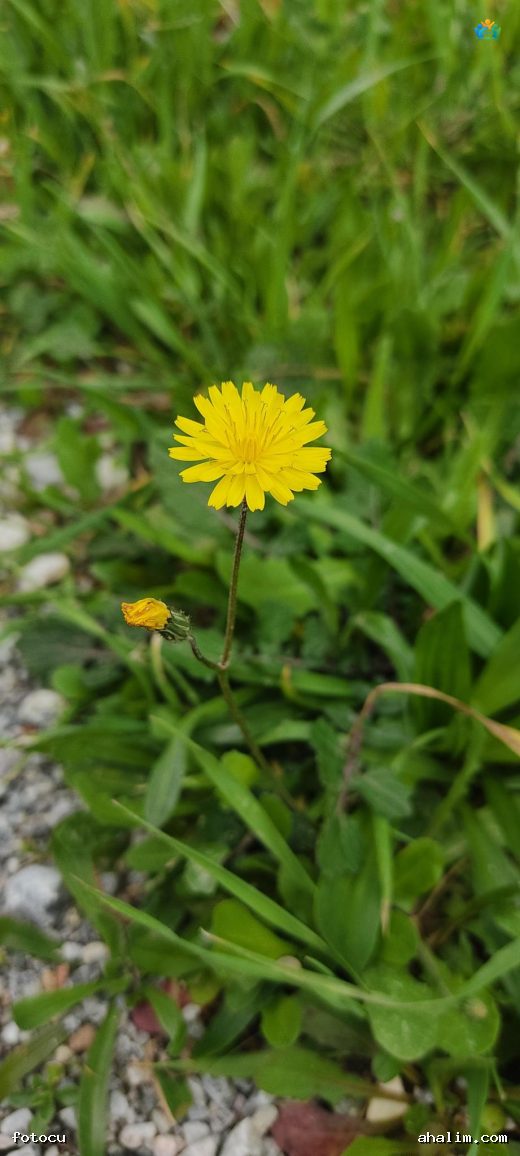 Kıl Kıskıs (Crepis capillaris)) : Çayırlarda Süzülen Sarı Güzellik — cover