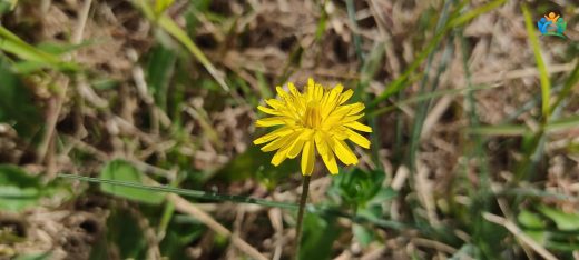Kıl Kıskıs (Crepis capillaris)) : Çayırlarda Süzülen Sarı Güzellik — inline image