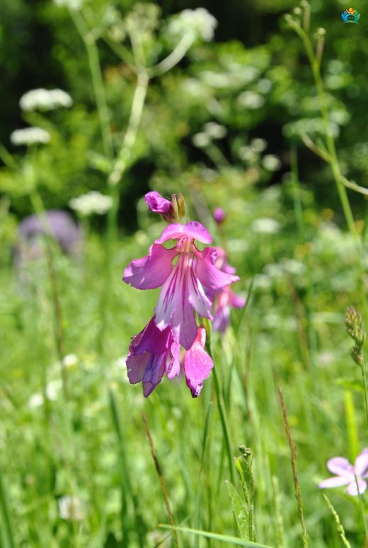 Kılıç Otu (Gladiolus italicus): Detaylı İnceleme — inline image