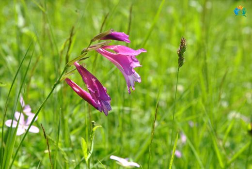 Kılıç Otu (Gladiolus italicus): Detaylı İnceleme — inline image