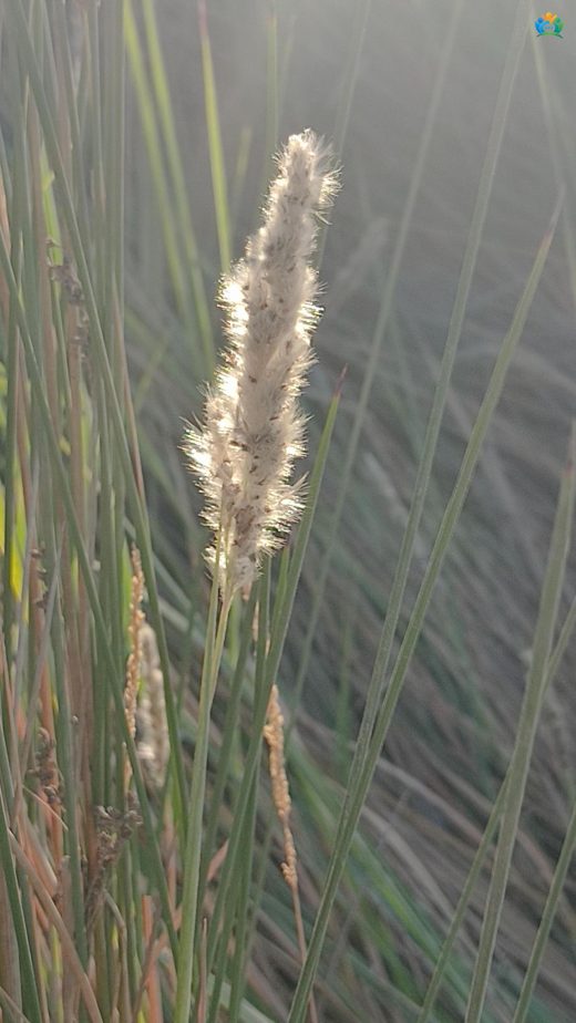 Kındıra (Imperata cylindrica): Hem Faydalı Hem Zararlı Bir Ot — inline image