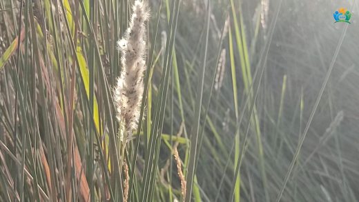 Kındıra (Imperata cylindrica): Hem Faydalı Hem Zararlı Bir Ot — inline image