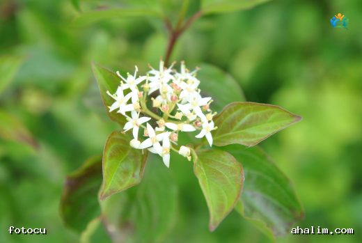 Kırmızı Dallı Güzellik: Cornus sanguinea — cover