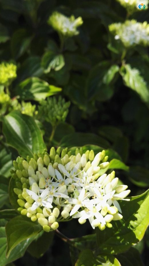 Kırmızı Dallı Güzellik: Cornus sanguinea — inline image