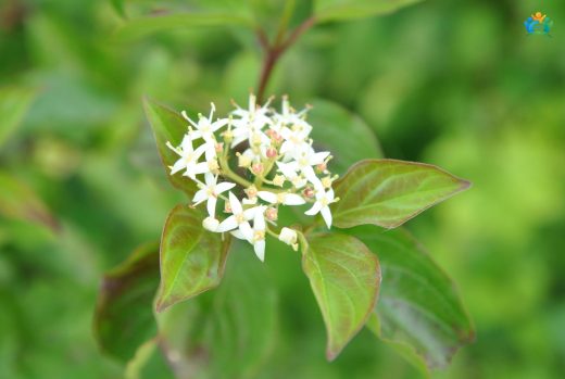 Kırmızı Dallı Güzellik: Cornus sanguinea — inline image