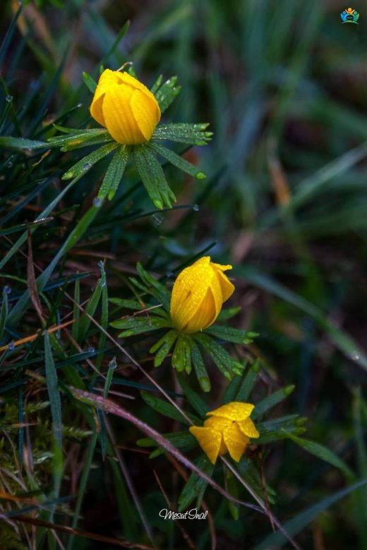 Kışın Altın Çiçeği: Kış Aconiti (Eranthis hyemalis) — inline image