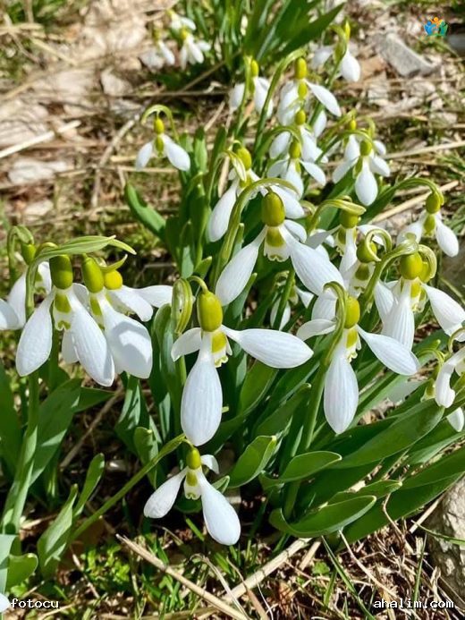 Kışın Beyaz Umudu: Kardelenin Büyüleyici Dünyası (Galanthus nivalis) — cover