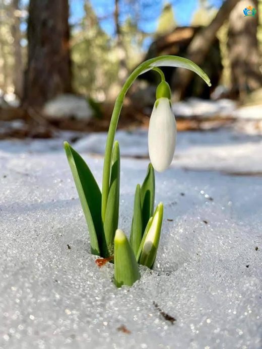 Kışın Beyaz Umudu: Kardelenin Büyüleyici Dünyası (Galanthus nivalis) — inline image