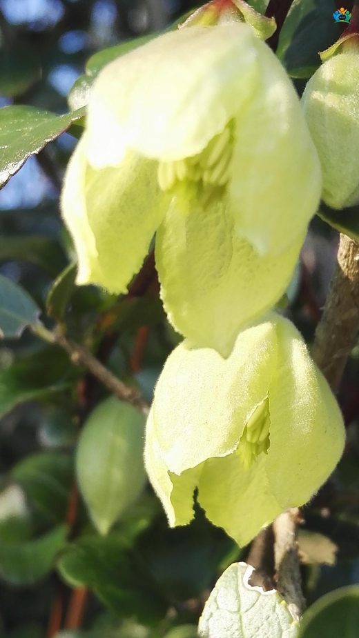 Kışın Çiçek Açan Mucize: Bahar Sarmaşığı (Clematis cirrhosa) — inline image