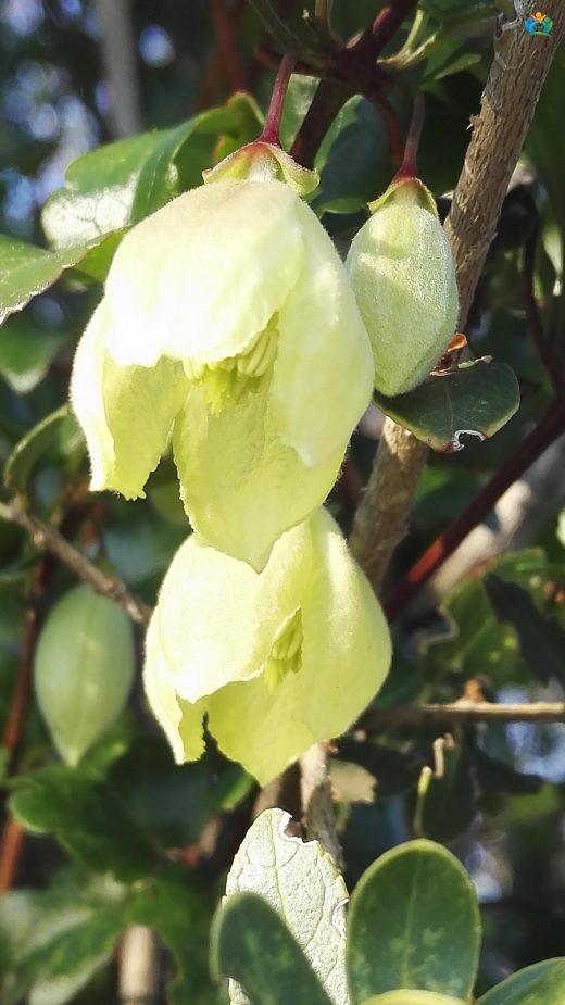 Kışın Çiçek Açan Mucize: Bahar Sarmaşığı (Clematis cirrhosa) — inline image