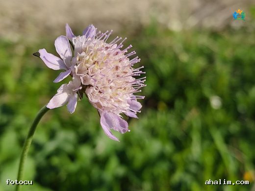 Knautia arvensis (L.) Coult. (Lavinia): Çayırların Renkli Çiçeği — cover
