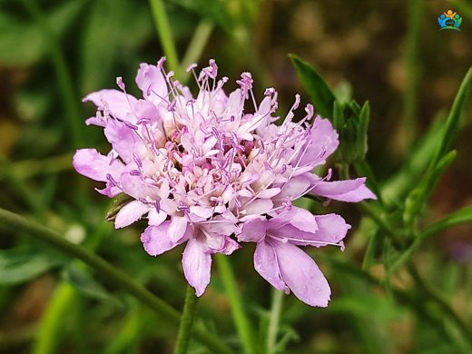 Knautia arvensis (L.) Coult. (Lavinia): Çayırların Renkli Çiçeği — inline image