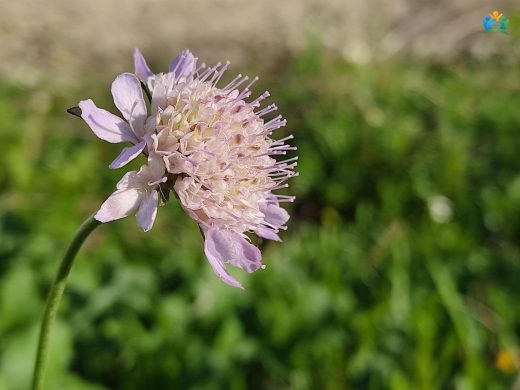 Knautia arvensis (L.) Coult. (Lavinia): Çayırların Renkli Çiçeği — inline image