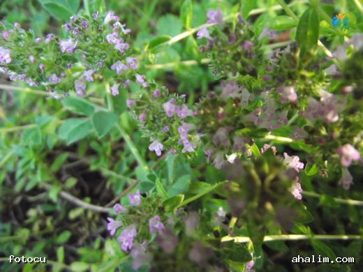 Kokulu Kekik (Thymus odoratissimus): Doğanın Aromatik Hediyesi — cover