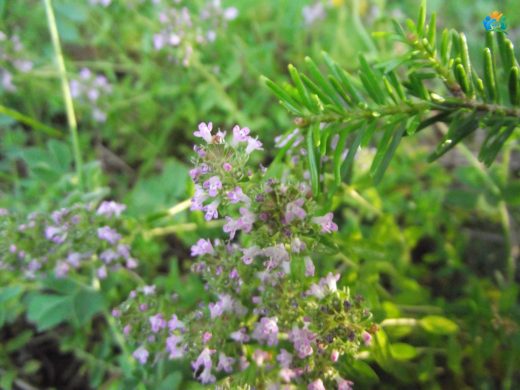 Kokulu Kekik (Thymus odoratissimus): Doğanın Aromatik Hediyesi — inline image