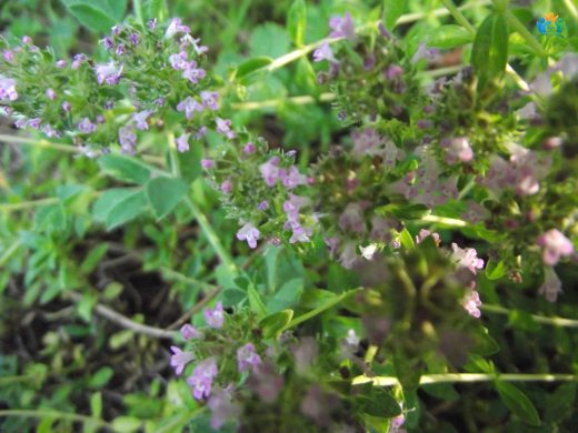 Kokulu Kekik (Thymus odoratissimus): Doğanın Aromatik Hediyesi — inline image