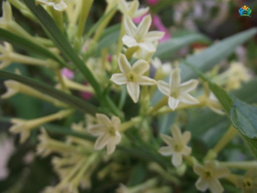 Kolonya Çiçeği (Cestrum parqui): Gecenin Büyülü Kokusu — inline image